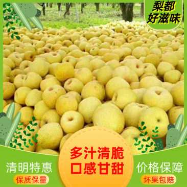 砀山酥梨源产地发货对接电商团队整车批发冷链仓储运输