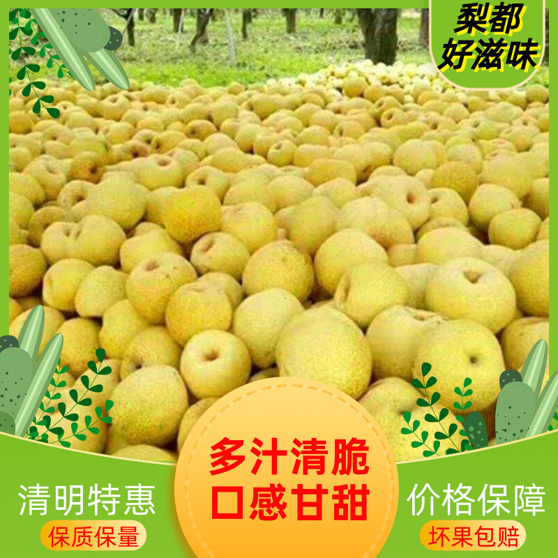 砀山酥梨源产地发货对接电商团队整车批发冷链仓储运输