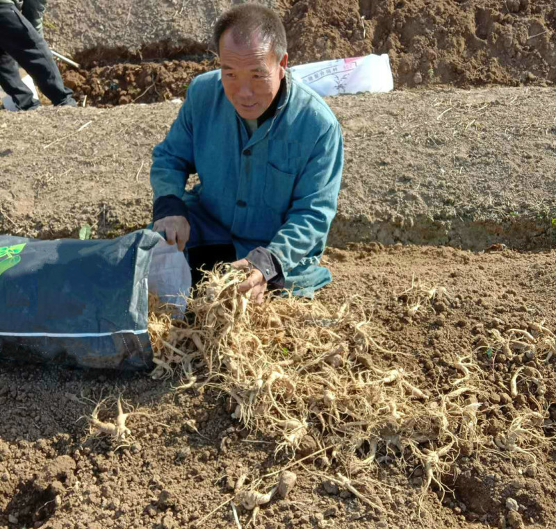 文登西洋参统货批发青岛威海日照看货方便