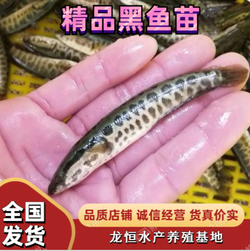 【荐】黑鱼浙江黑鱼苗乌鱼氧气活体运输水车送货上门