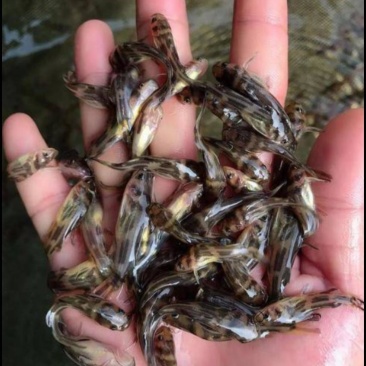黄骨鱼苗6-7公分优质现货高质量低价格
