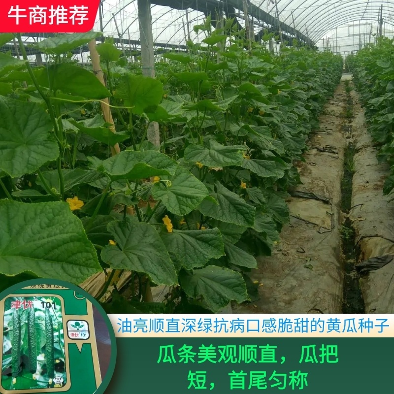 油亮顺直深绿抗病口感脆甜的黄瓜种子津优101