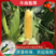 泰鲜甜2号个头极大的泰系甜玉米种子泰阳花类型