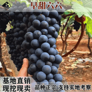 早熟葡萄新品种早甜66葡萄苗甜66葡萄树苗耐零下