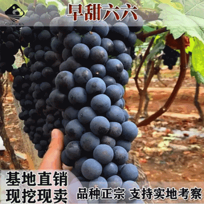 早熟葡萄新品种早甜66葡萄苗甜66葡萄树苗耐零下