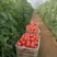 万亩西红柿基地直供实力代办诚信经营视频看货对接商超