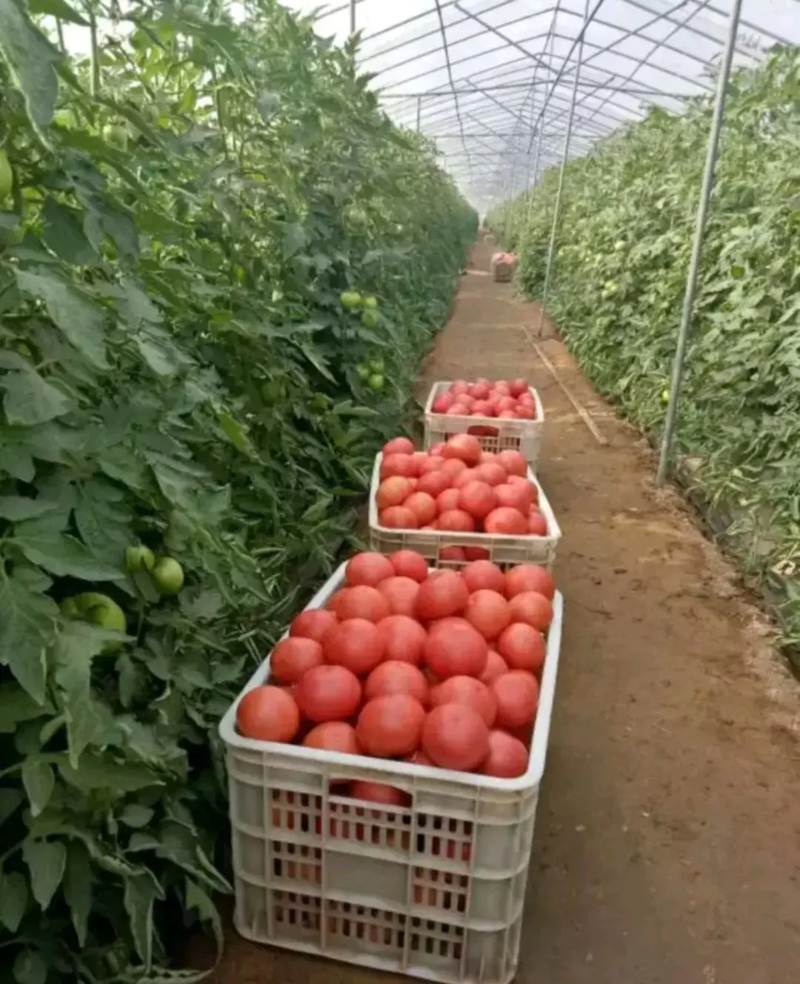 万亩西红柿基地直供实力代办诚信经营视频看货对接商超