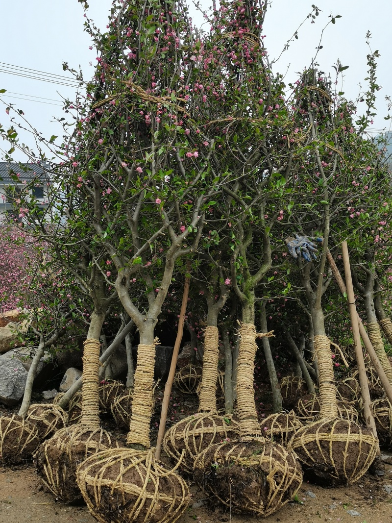 精品垂丝海棠规格齐全质量保证自家苗圃诚信为本