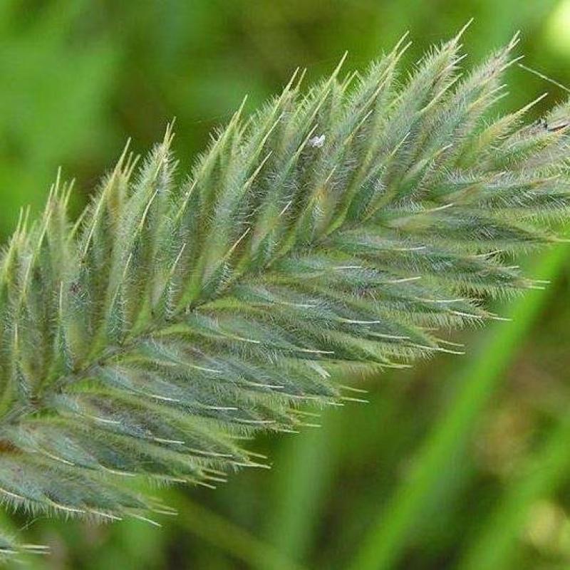 冰草种子牧草种子护坡草种耐旱抗寒种子高产种子量大优惠