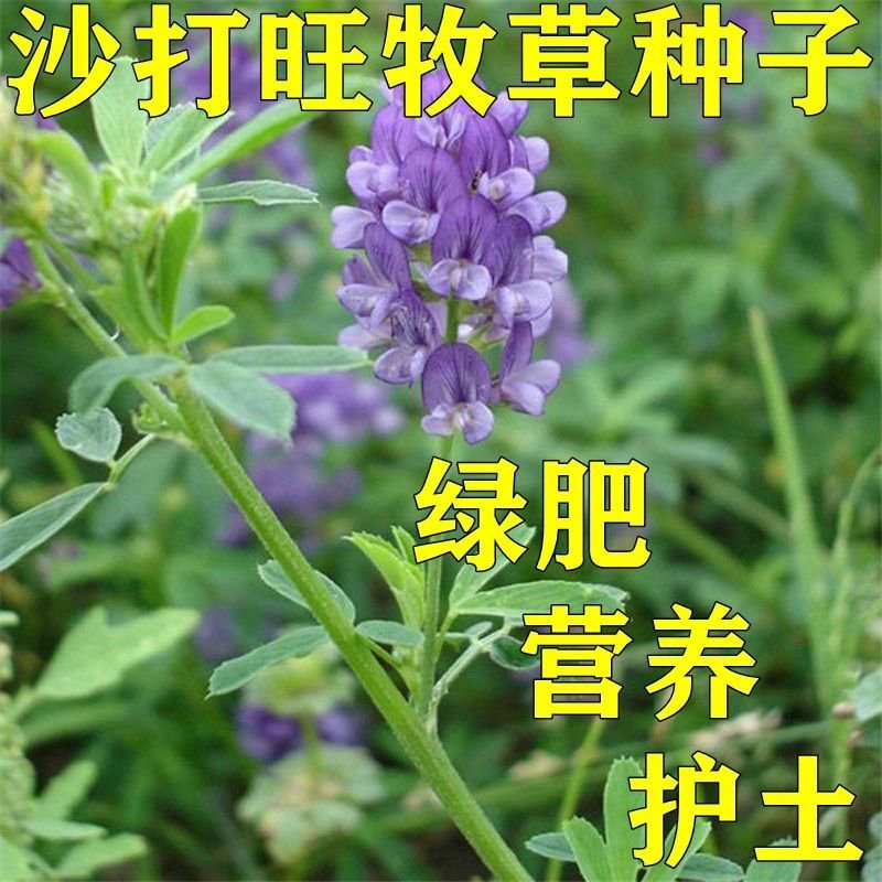 沙打旺种子多年生牧草牲畜饲料耐旱耐寒牧草防风固土量大