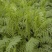 沙打旺种子多年生牧草牲畜饲料耐旱耐寒牧草防风固土量大