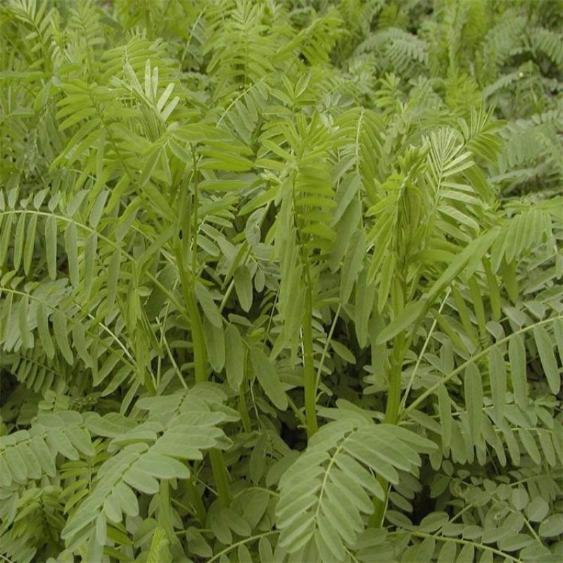 沙打旺种子多年生牧草牲畜饲料耐旱耐寒牧草防风固土量大
