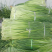 蒜苔红白帽蒜苔货源充足口感嫩脆万亩产地直供代办代发