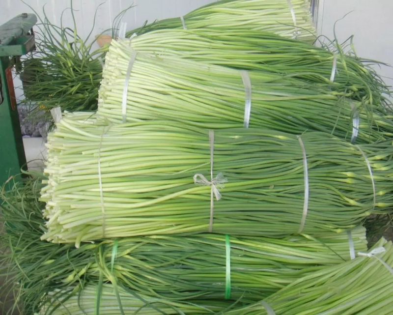 蒜苔红白帽蒜苔货源充足口感嫩脆万亩产地直供代办代发