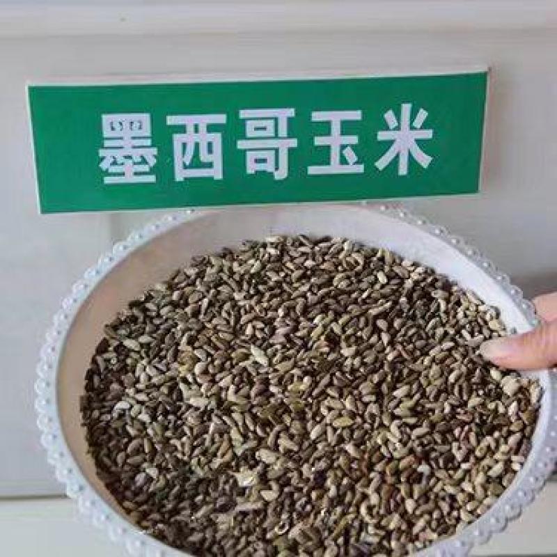墨西哥玉米草种子阔叶四季高产养殖猪牛羊鸡鸭鹅兔鱼牧草种子