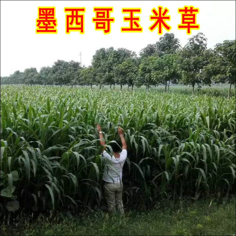 墨西哥玉米草种子阔叶四季高产养殖猪牛羊鸡鸭鹅兔鱼牧草种子