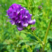 紫花苜蓿种子牧草种子养殖禽畜猪牛羊鸡鸭鹅兔鱼耐寒四季种籽