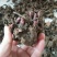 【包邮】【推荐】精品白芍芽，观赏药用打造花海，包回收量大从优