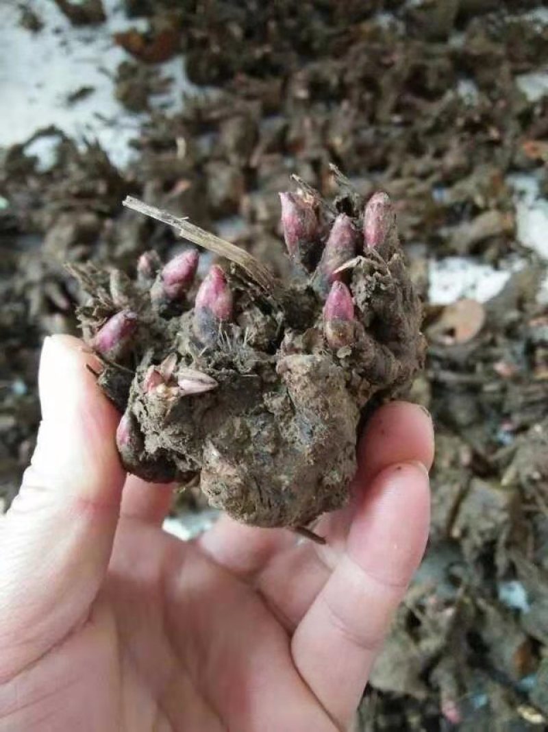 【包邮】【推荐】精品白芍芽，观赏药用打造花海，包回收量大从优