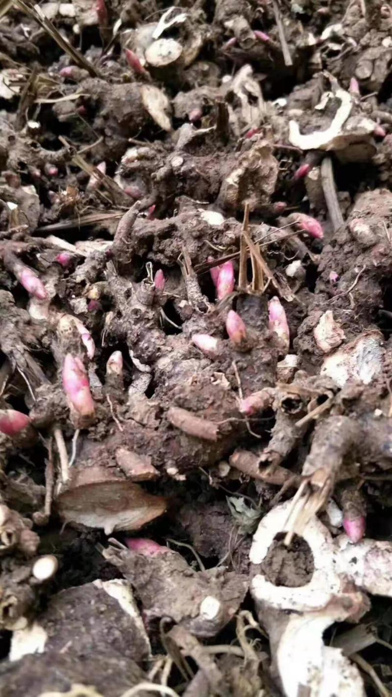 【包邮】【推荐】精品白芍芽，观赏药用打造花海，包回收量大从优
