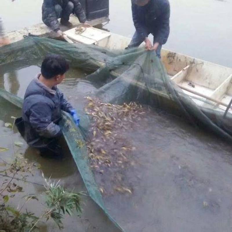 黄骨鱼苗6-7公分优质现货高质量低价格