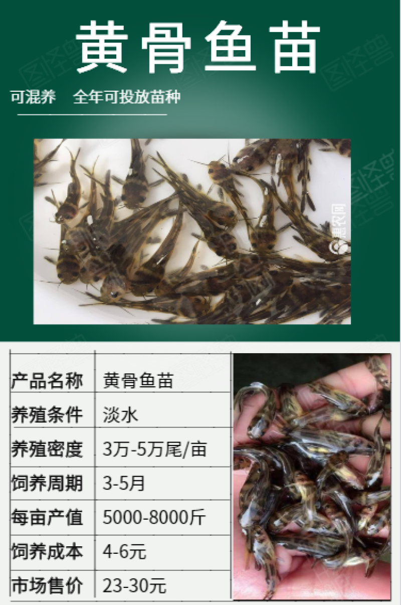 黄骨鱼苗6-7公分优质现货高质量低价格