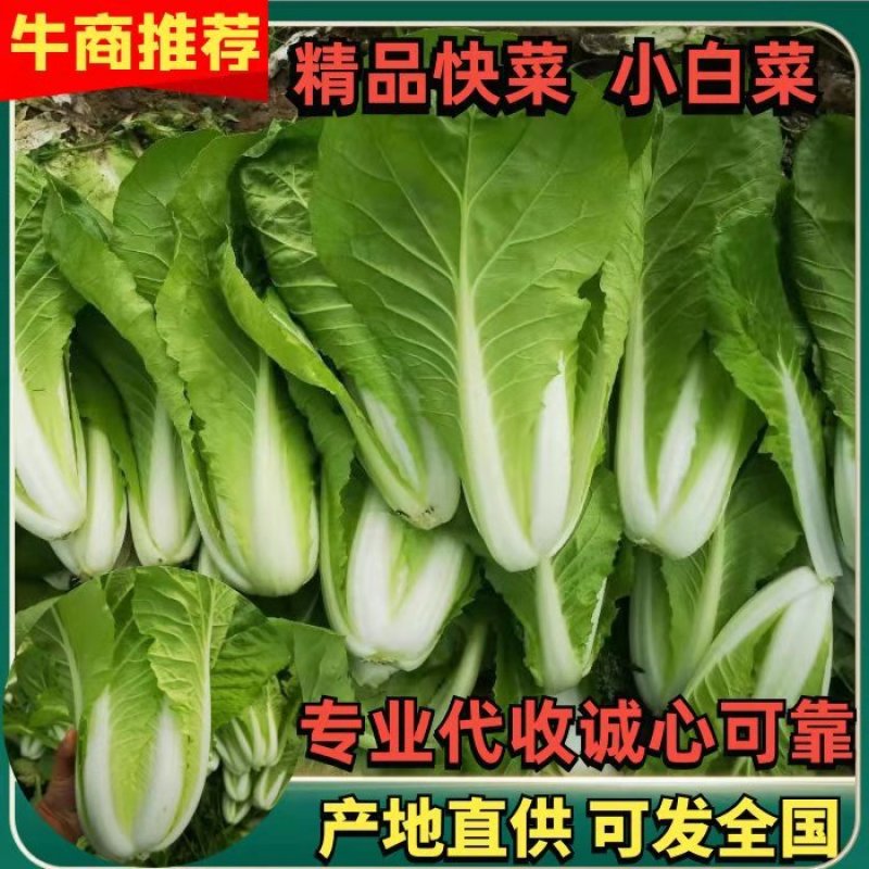 【快菜】产地直供可发全国永不不断货