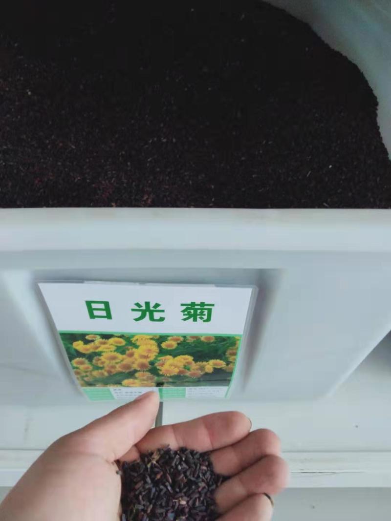 日光菊种子多年生宿根黄色菊花种子当年开花春夏播种