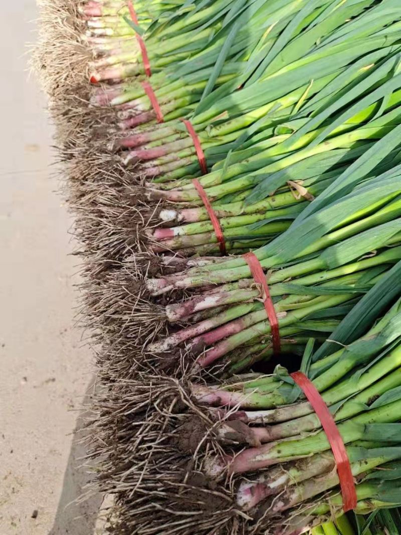 甘肃优质红根蒜苗大量上市产地直发一手货源质量保证欢迎看货