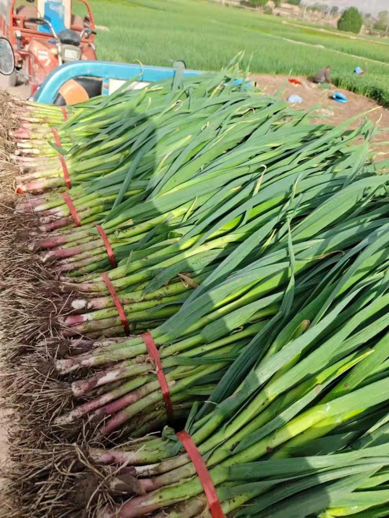 甘肃优质红根蒜苗大量上市产地直发一手货源质量保证欢迎看货