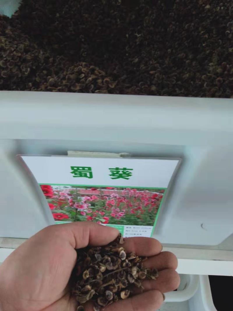 蜀葵花种子春夏秋播多年生花卉种子易种庭院户外一丈红