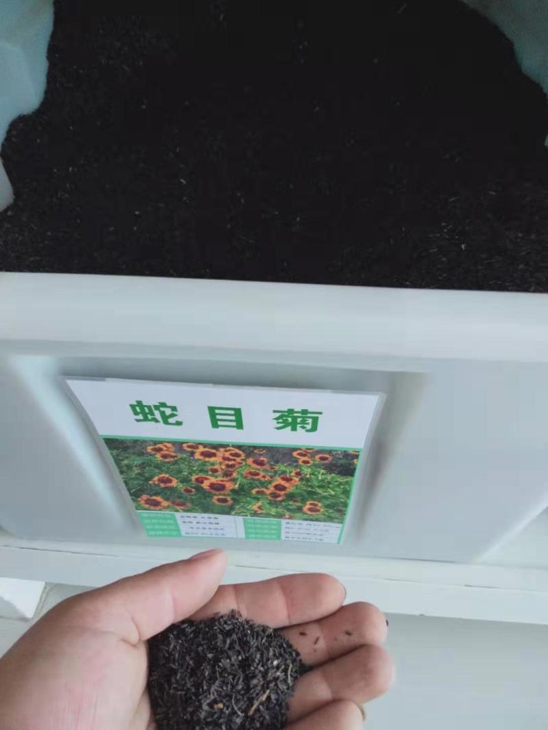 蛇目菊种子花种子昆仑雪菊花种子四季种易活工程庭院室外花草