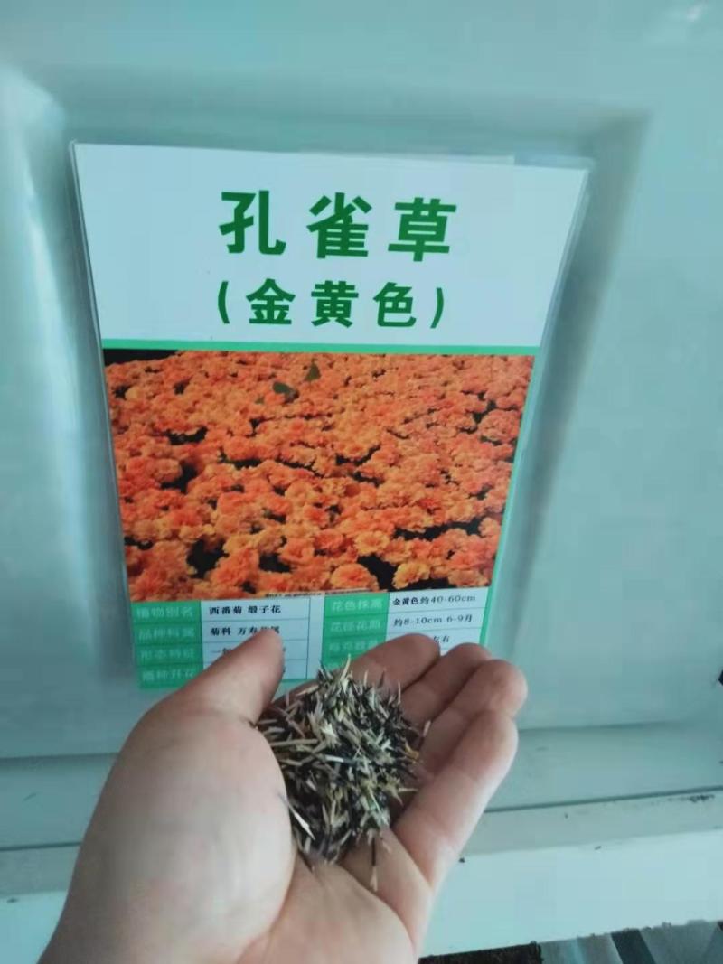 孔雀草种子耐寒秋播花卉植物盆栽景观工程园林花海花草花种