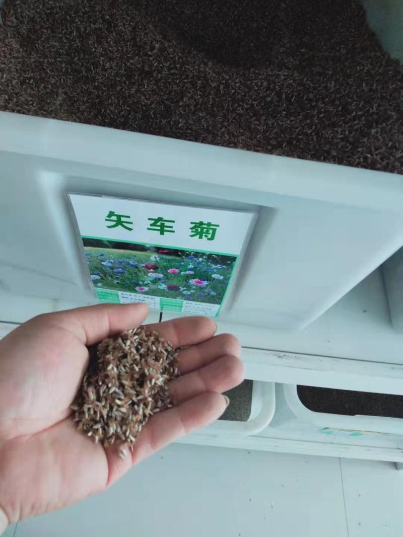 矢车菊花种子多年生矢车菊种子室外庭院景观绿化耐寒花卉种