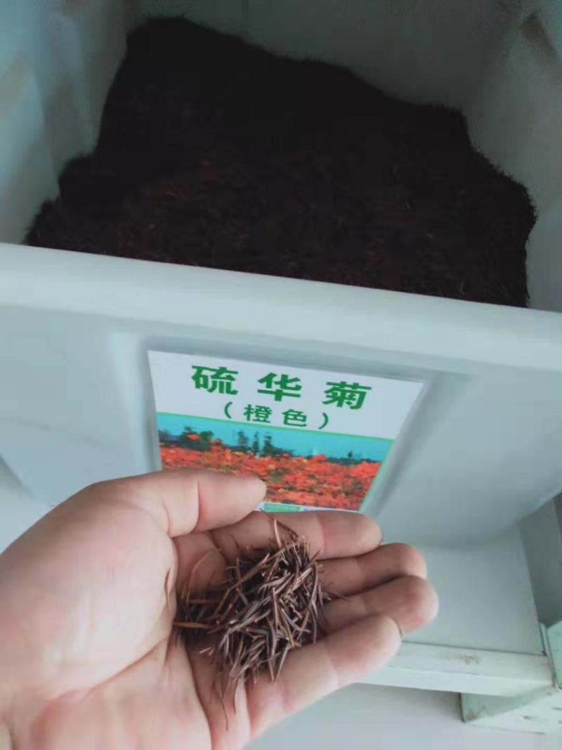 硫化菊种子黄波斯菊花种子黄秋英花籽硫华菊种子四季易种