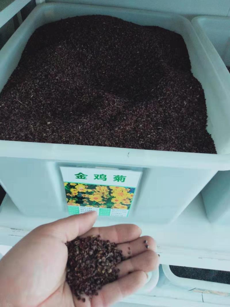 大花金鸡菊种子花海种植景绿化多年生宿根花草种子亩用量5斤