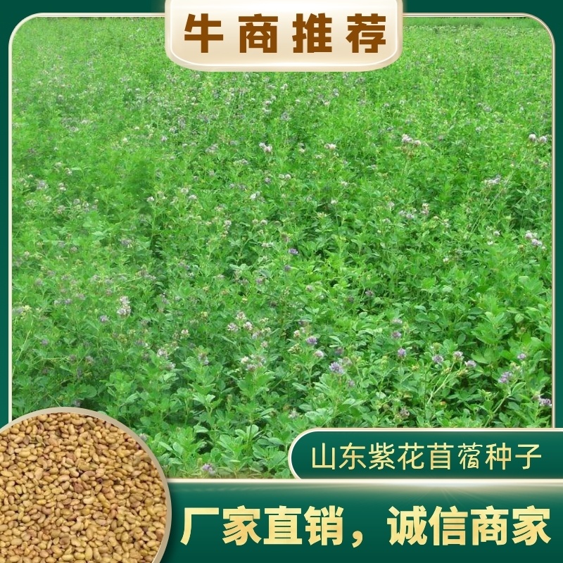 紫花苜蓿种子5斤/亩净籽包邮