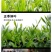乌龙茶·大红袍