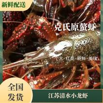 克氏原螯虾小龙虾主养789钱规格全年卖货来电优惠