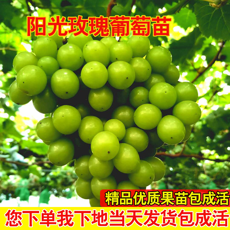 阳光玫瑰葡萄苗，各种葡萄苗大量现货育苗场地直发