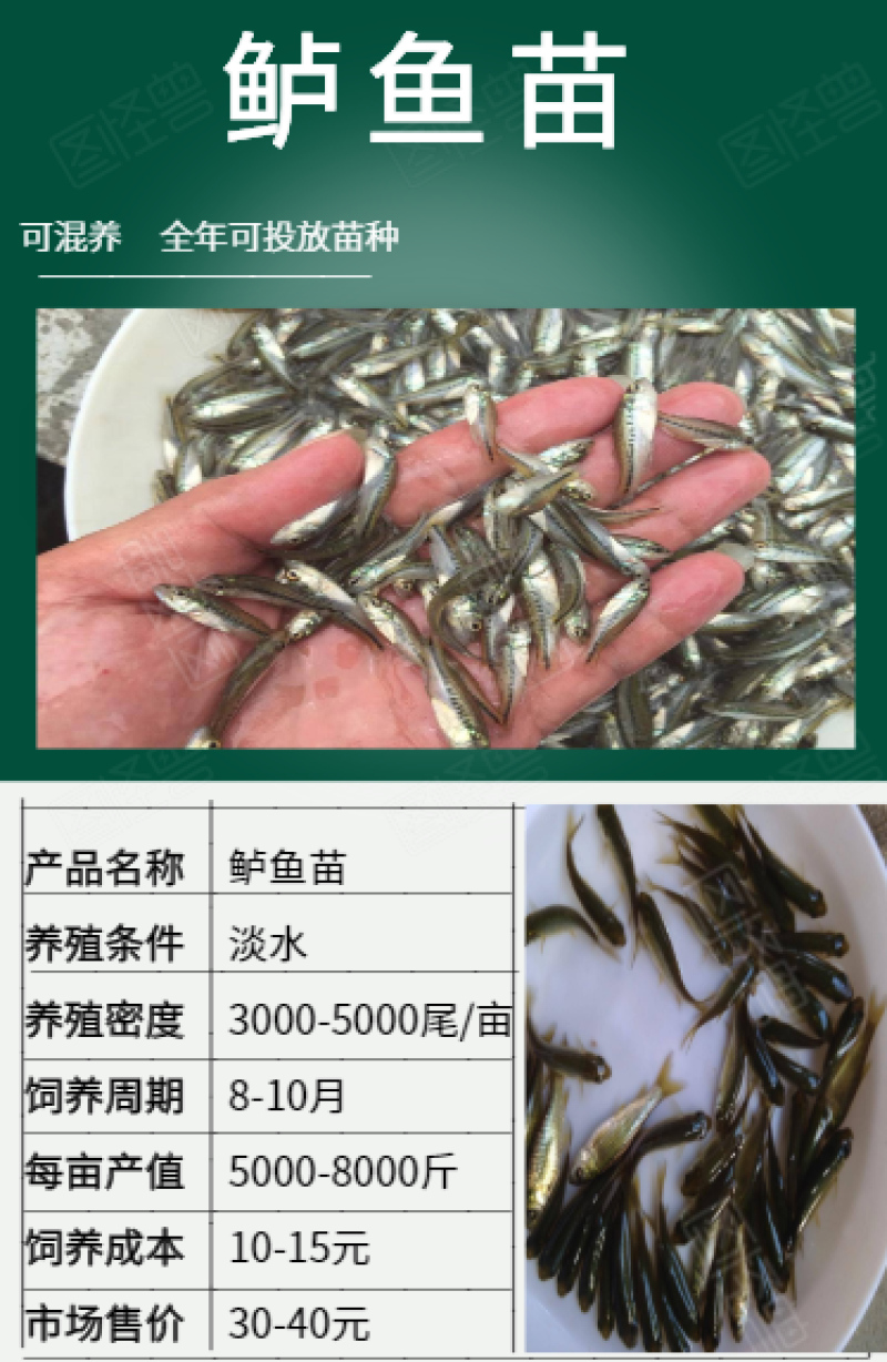 鲈鱼苗批发产地直销高质量无病开口苗包回收