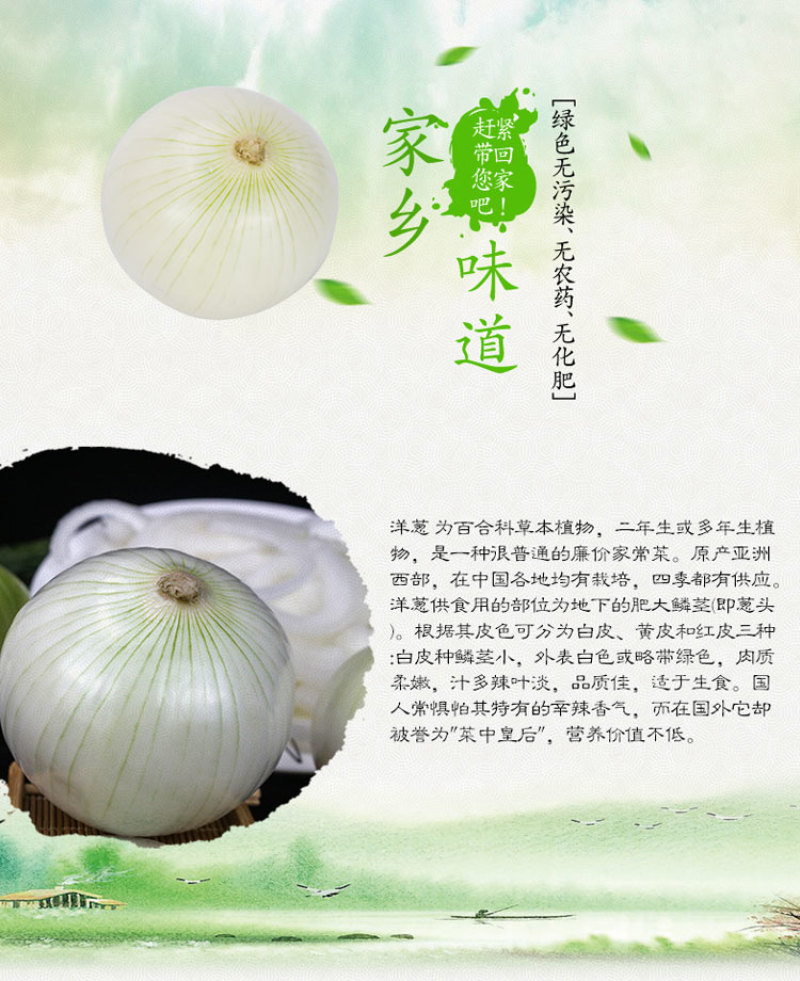【产地直发】新疆皮牙子不辣白洋葱新鲜蔬菜生吃凉拌5斤航