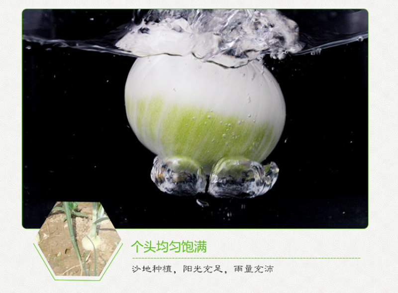 【产地直发】新疆皮牙子不辣白洋葱新鲜蔬菜生吃凉拌5斤航