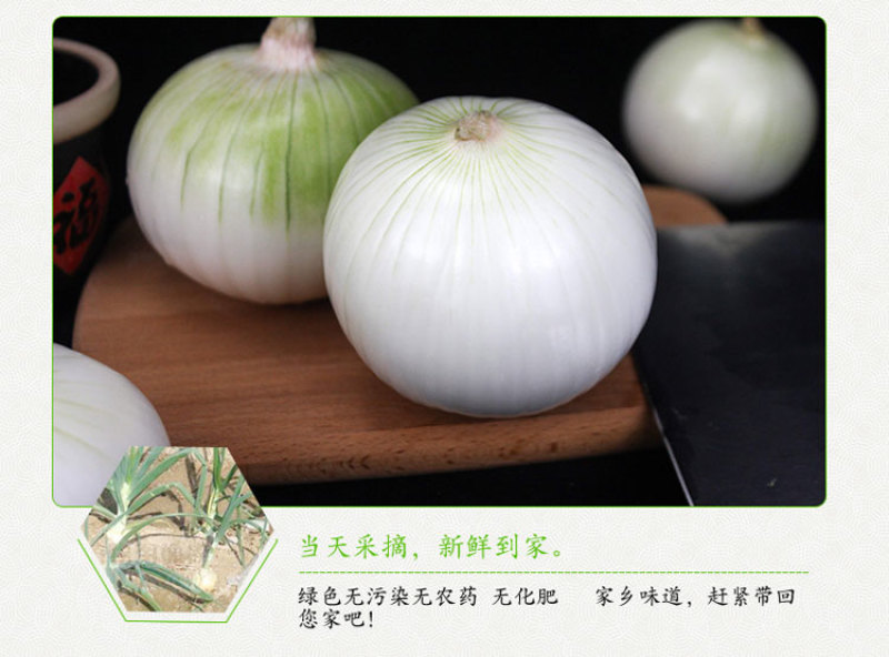 【产地直发】新疆皮牙子不辣白洋葱新鲜蔬菜生吃凉拌5斤航
