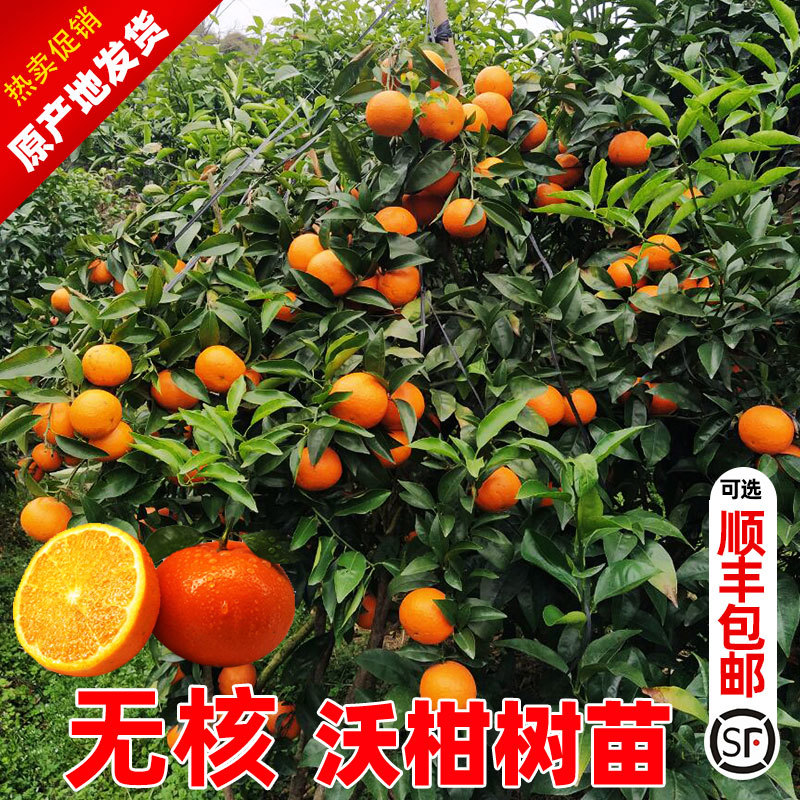 沃柑苗广西武鸣正宗无核无籽沃橘苗盆栽地栽嫁接柑橘子果树苗