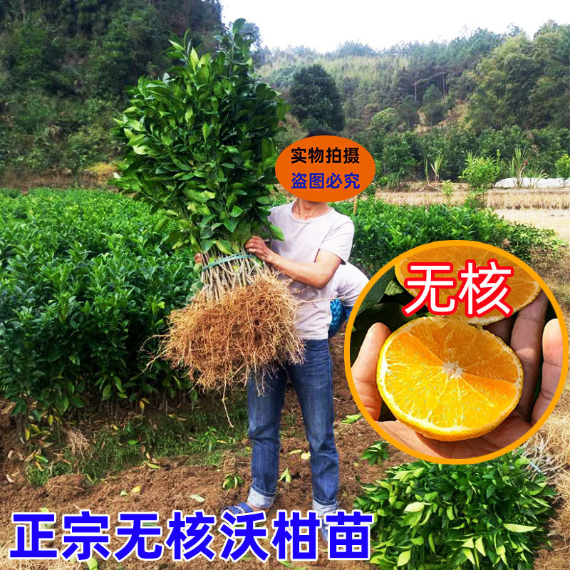 沃柑苗广西武鸣正宗无核无籽沃橘苗盆栽地栽嫁接柑橘子果树苗