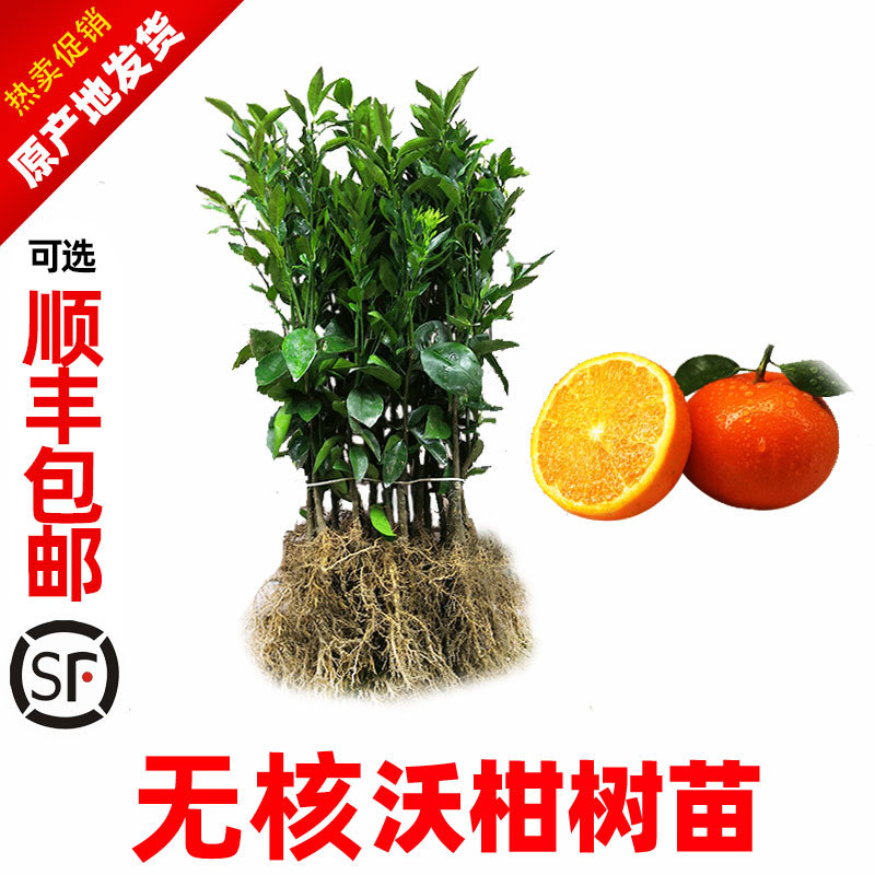 沃柑苗广西武鸣正宗无核无籽沃橘苗盆栽地栽嫁接柑橘子果树苗
