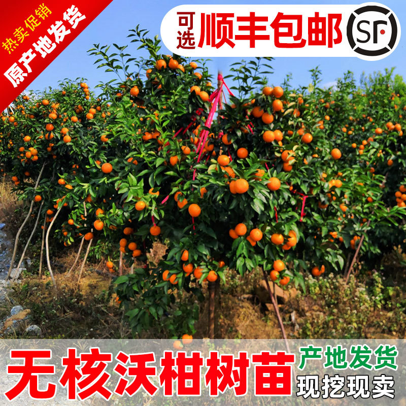 沃柑苗广西武鸣正宗无核无籽沃橘苗盆栽地栽嫁接柑橘子果树苗