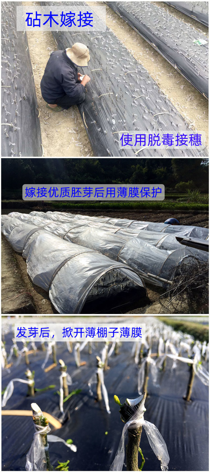 沃柑苗广西武鸣正宗无核无籽沃橘苗盆栽地栽嫁接柑橘子果树苗