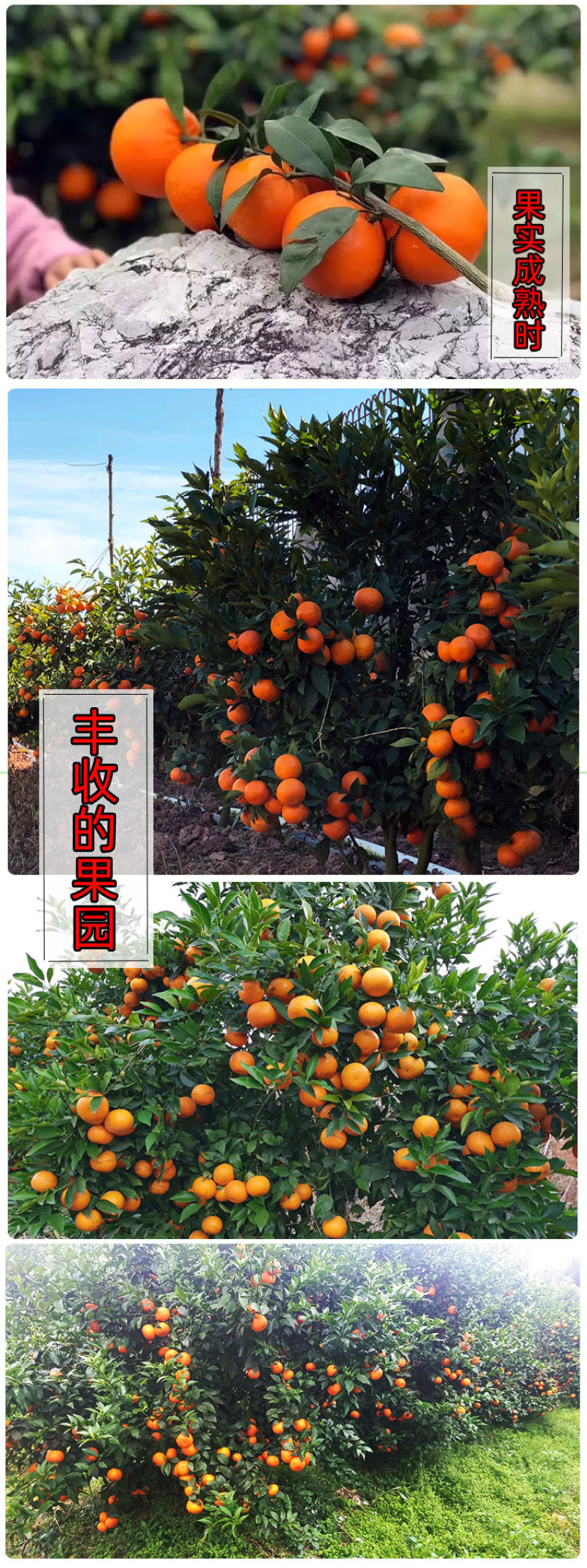 沃柑苗广西武鸣正宗无核无籽沃橘苗盆栽地栽嫁接柑橘子果树苗